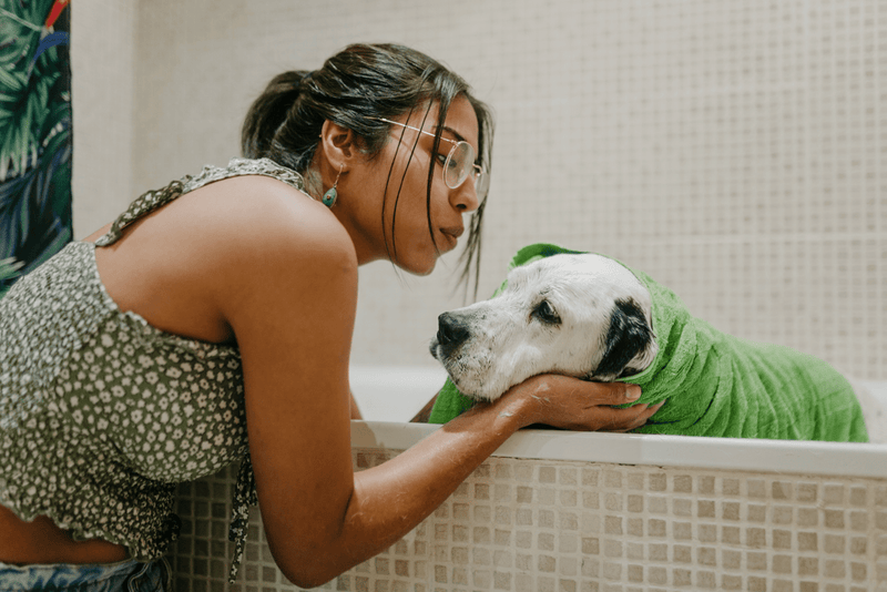 Caring For Senior Pets: Supporting Your Aging Companion - Glad Dogs Nation | ALL Profits Donated