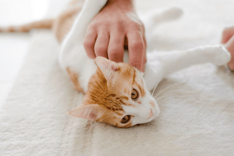 Cats for Rehoming: A Look at the Benefits of Adopting Instead of Buying - Glad Dogs Nation | ALL Profits Donated