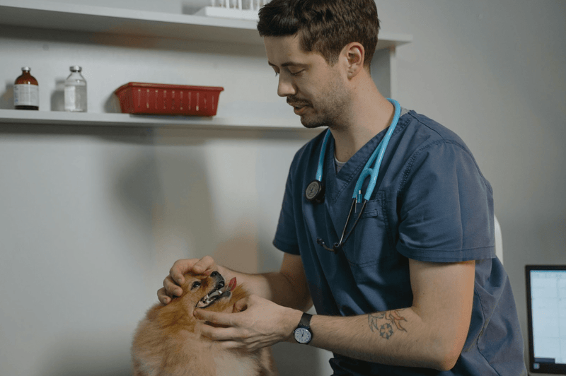 Choosing the Best Pet Hospital in Reno NV - Glad Dogs Nation | ALL Profits Donated