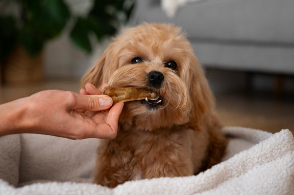 5 Tips On Choosing The Suitable Dog Treats For Your Fur Baby