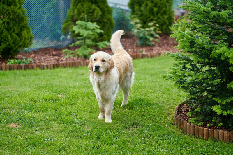 Creating Shade And Shelter: Landscaping For Dogs In Hot Climates - Glad Dogs Nation | ALL Profits Donated