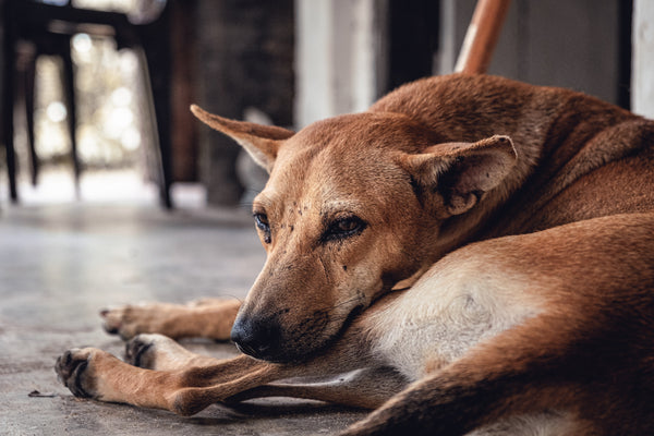 4 Tips On Dealing With Unknown Dogs