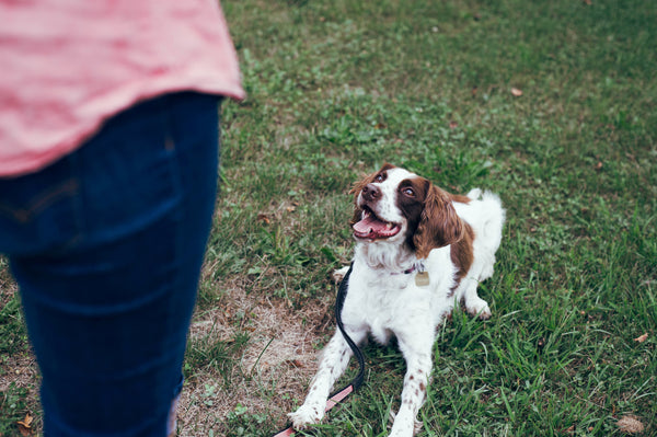 Building Trust and Bond: The Foundation of Effective Dog Training