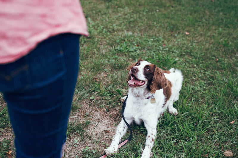 dog barking at visitors
