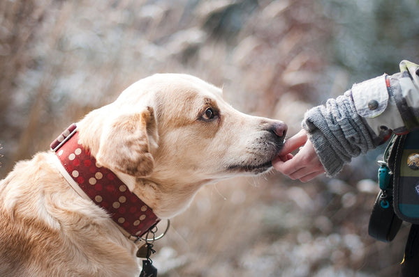 How to Introduce CBD Oil Into Your Pet's Routine