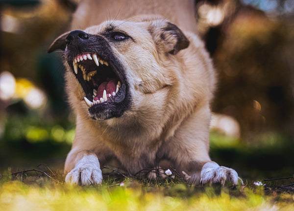 The Varied Approaches to Dog Bite Liability Across Four States