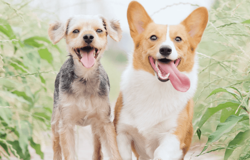 Dog Health: 5 Tips for Keeping Your Dog Healthy - Glad Dogs Nation | ALL Profits Donated