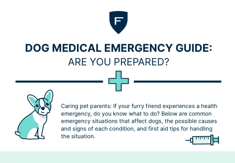 Dog Medical Emergency Guide: Are You Prepared? - Glad Dogs Nation | ALL Profits Donated
