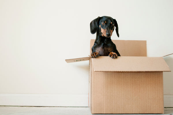 Ensuring a Smooth Transition for Pets After a Move