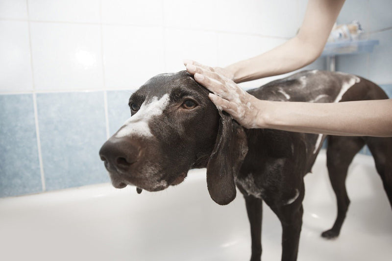 Essential Tips for Grooming Your Dog Like a Pro - Glad Dogs Nation | ALL Profits Donated