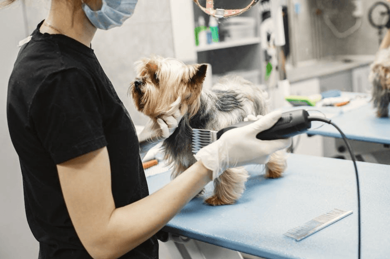 Exploring Different Types of Trailers for Your Mobile Grooming Business - Glad Dogs Nation | ALL Profits Donated