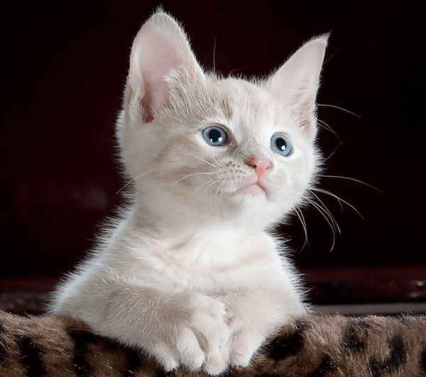 Exploring the Benefits of Cat Insurance - Glad Dogs Nation | ALL Profits Donated