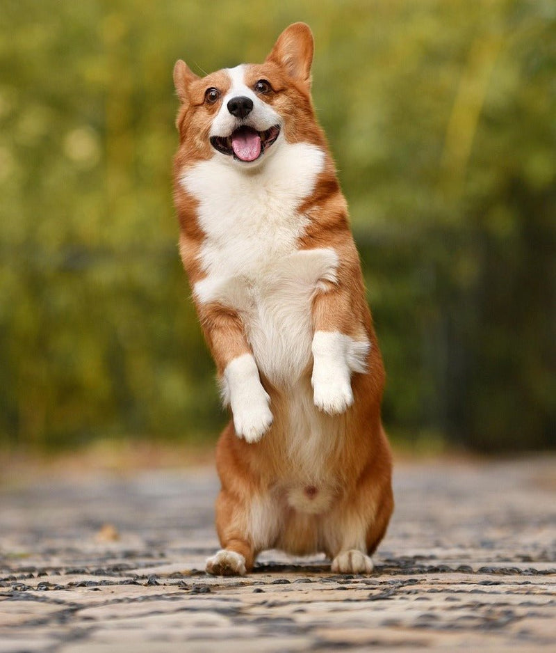 Fence-Free Living: Dual-Purpose Collars for Ultimate Pet Freedom - Glad Dogs Nation | ALL Profits Donated