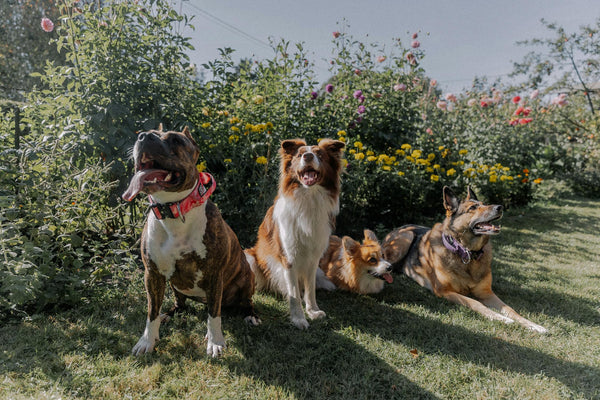 How to Tell If Your Dog’s Accessories Are Actually Comfortable