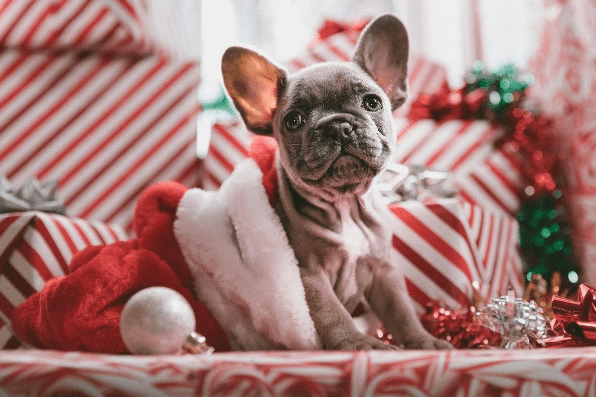 Gifts For Dogs and Cats Over The Holidays - Glad Dogs Nation | ALL Profits Donated