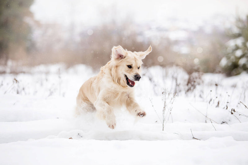 How to Keep Your Dog Healthy this Winter