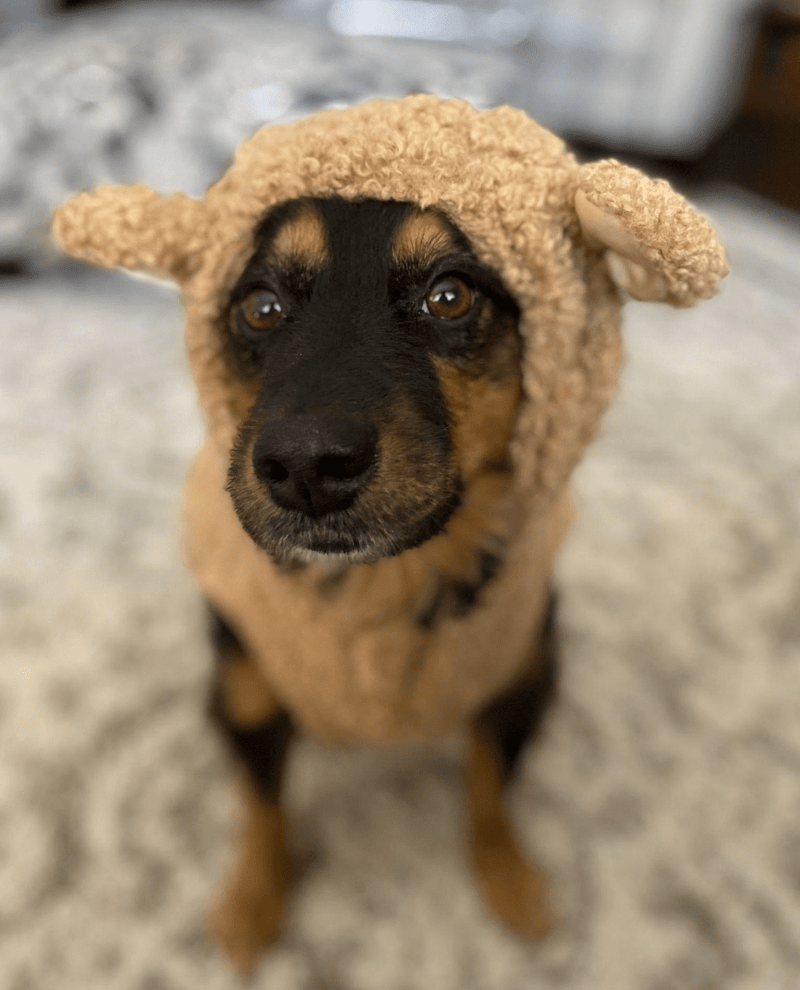 Houston's Best Dog Boarding Deals: A Tail-Wagging Guide to Dog Boarding Costs - Glad Dogs Nation | ALL Profits Donated