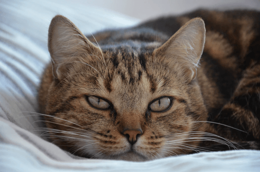 How can you tell if your cat is overweight? - Glad Dogs Nation | ALL Profits Donated