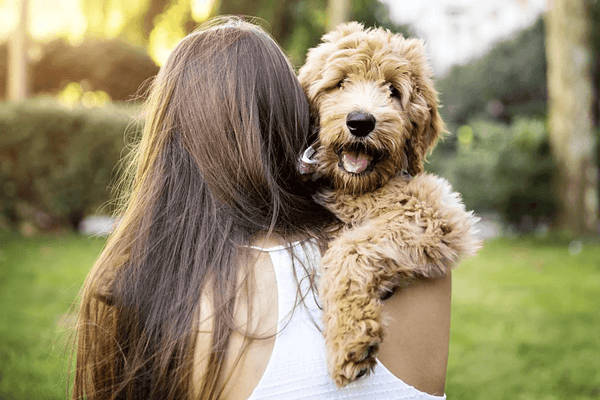How life insurance for dogs is different from other commonly known insurances. - Glad Dogs Nation | ALL Profits Donated
