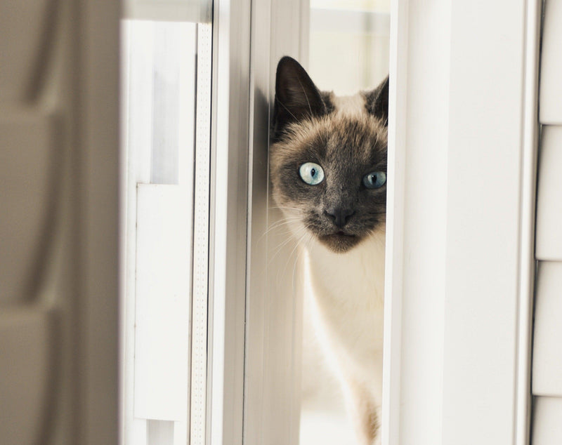 How Seniors Can Find Pet-Friendly Assisted Living - Glad Dogs Nation | ALL Profits Donated