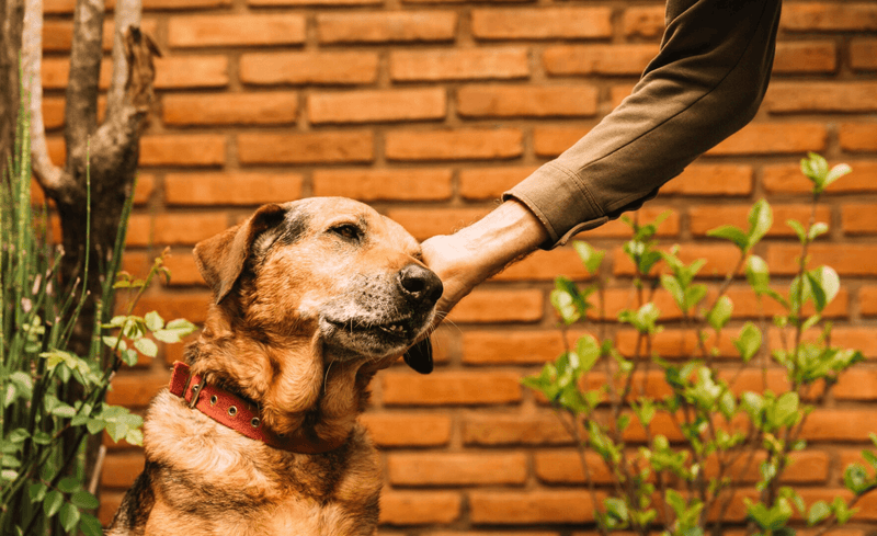 How to Craft a Name That Marks a New Beginning for Rescue Pets - Glad Dogs Nation | ALL Profits Donated