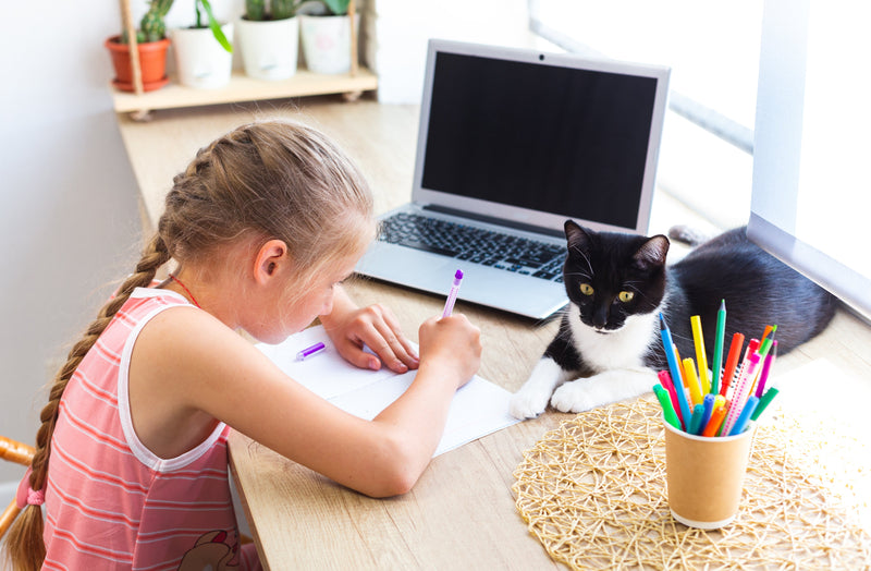 How to Create a Cat-Friendly Study Space - Glad Dogs Nation | ALL Profits Donated
