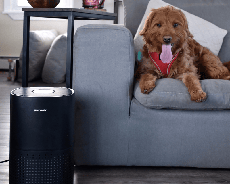 How To Create a Pet Friendly Home With PuroAir - Glad Dogs Nation | ALL Profits Donated