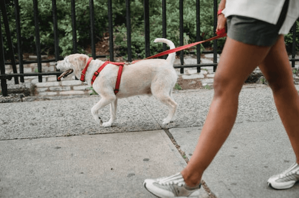 How To Give Your Dog Off-Leash Freedom: 6 Tips - Glad Dogs Nation | ALL Profits Donated