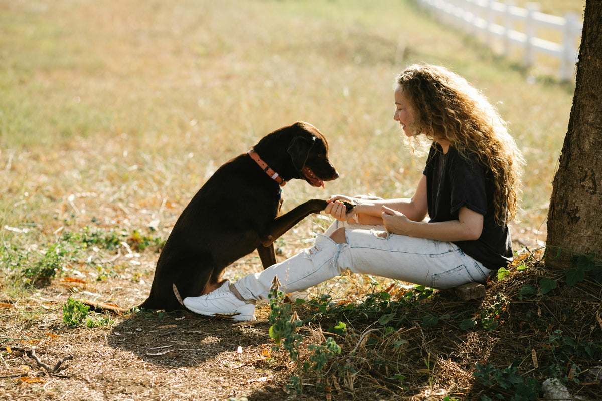 How to Read a Dog's Body Language for Better Communication