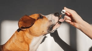 How to Tell If Your Dog Needs CBD Treats for Anxiety Relief - Glad Dogs Nation | ALL Profits Donated
