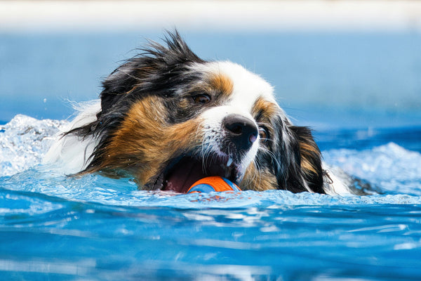 Hydrotherapy for Dogs: A Comprehensive Care Approach - Glad Dogs Nation | ALL Profits Donated