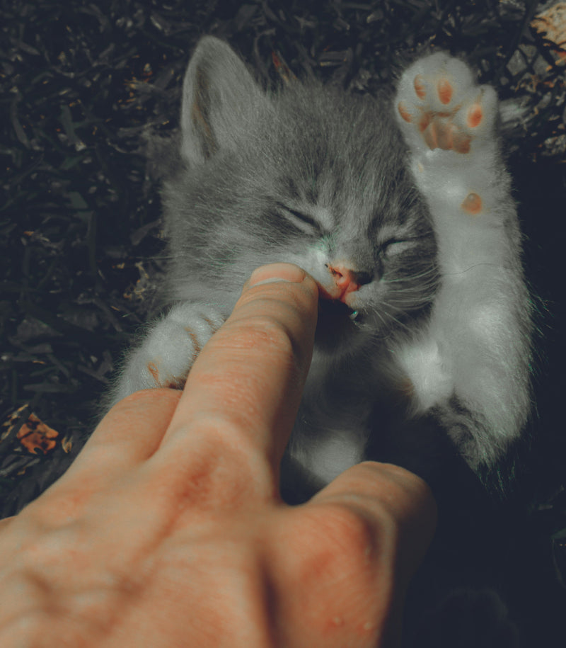 Is Now the Right Time to Get a Pet? - Glad Dogs Nation | ALL Profits Donated