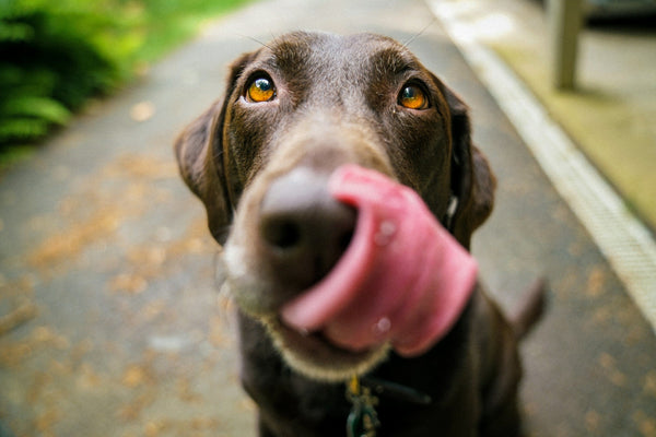 From Bowls to Benefits: Understanding the Nutritional Needs of Your Dog