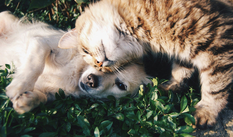 What to Expect During Your Dog's First Wellness Exam