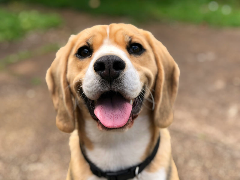 7 Tips for Maintaining Your Dog's Happiness and Health