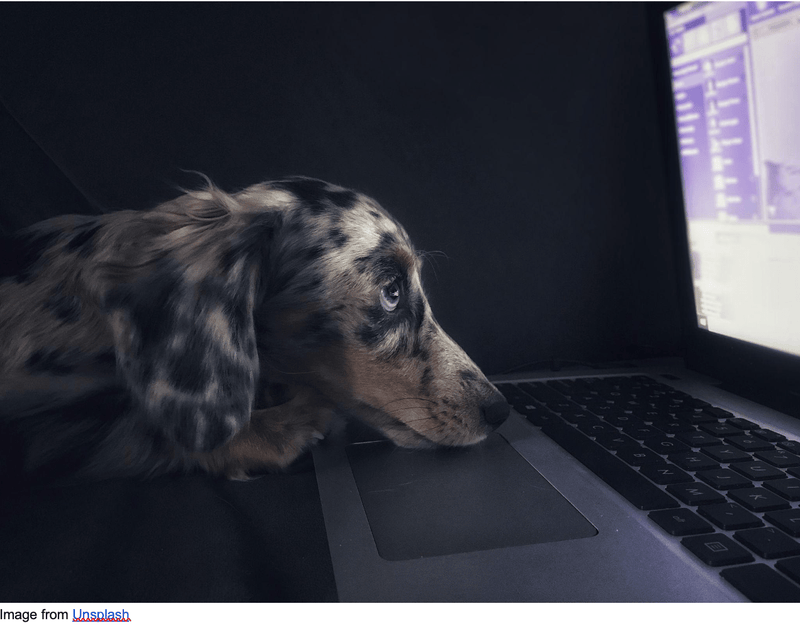 Now Is the Time to Start a Pet-Based Business: Here’s How - Glad Dogs Nation | ALL Profits Donated