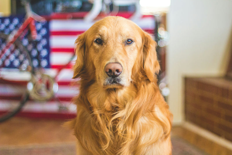 Pet-Friendly Travel in the USA: The Essential Guide - Glad Dogs Nation | ALL Profits Donated