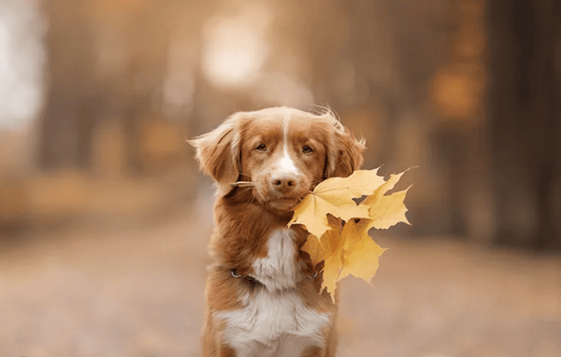 Pet Owners Struggle to License Dogs in Toronto - Glad Dogs Nation | ALL Profits Donated