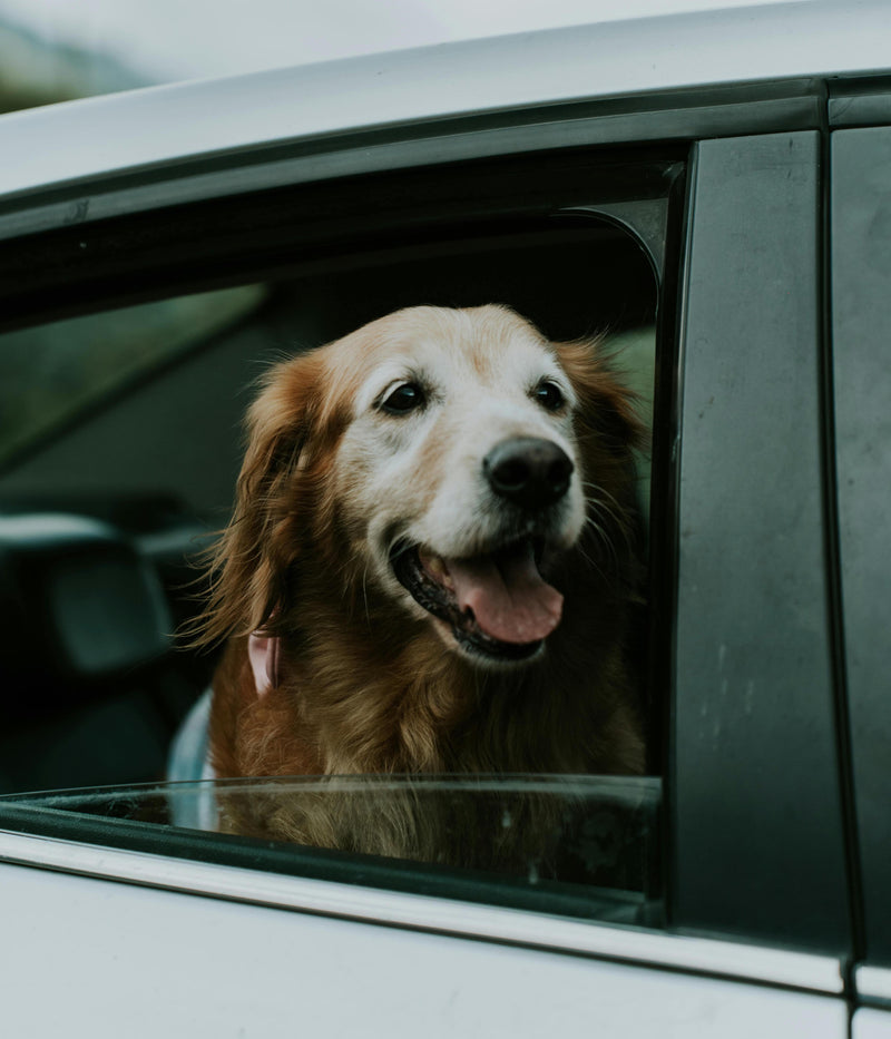 Pet-Friendly Features To Consider When Buying Your Next Car