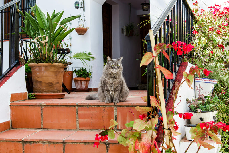 The Benefits of Timed Feeders for Managing Your Cat's Diet