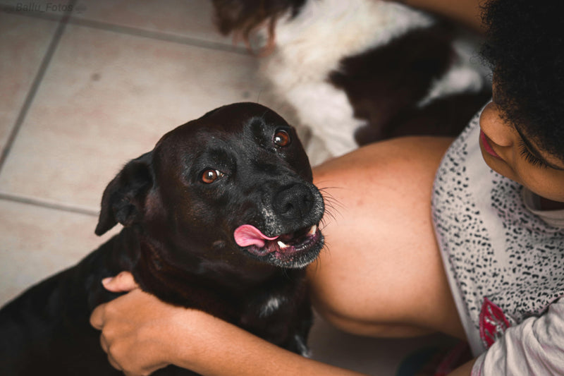 Looks Aren’t Everything: Choosing a Dog with the Right Temperament