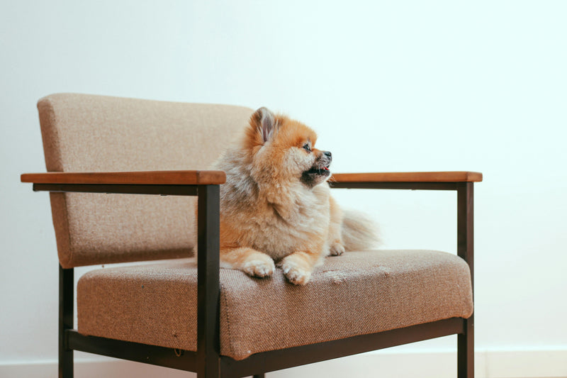 The Hidden Dangers: Furniture Hazards That Can Harm Your Dog