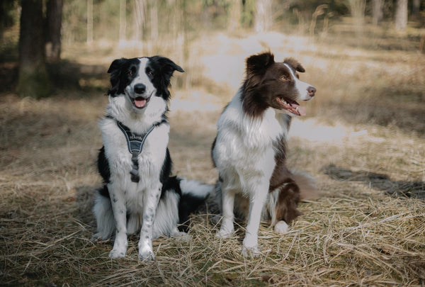 The Best Breeds of Dogs for Student Life