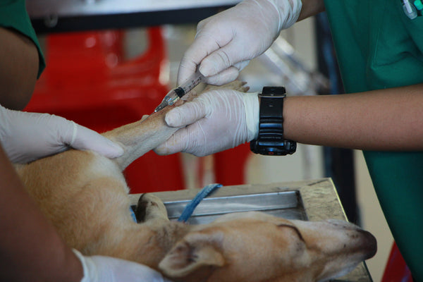 Healthcare Essentials: Importance of Regular Vet Visits and Preventive Measures for Pets