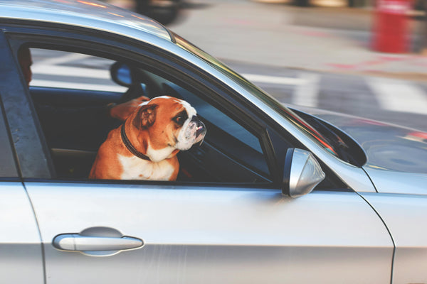 Traveling with Pets: Rules and Tips for Comfortable Trips, Including Requirements in the UAE