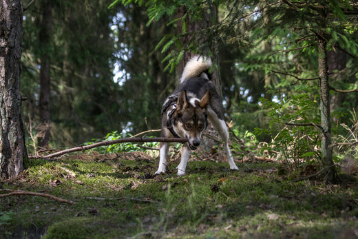 Understanding Animal Behavior to Prevent Bite Incidents