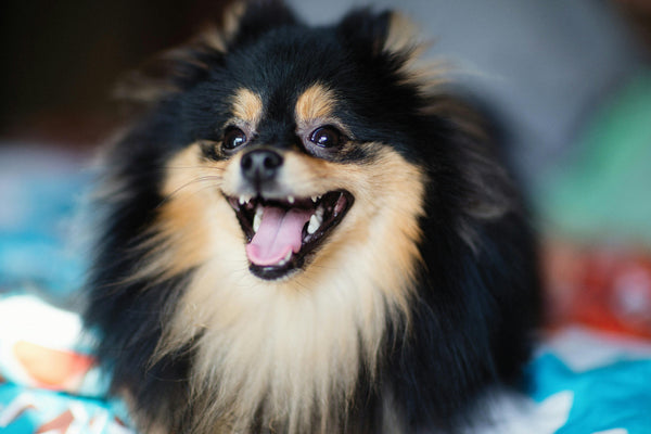 6 Most Common Vocalizations Dogs Use to Express Themselves