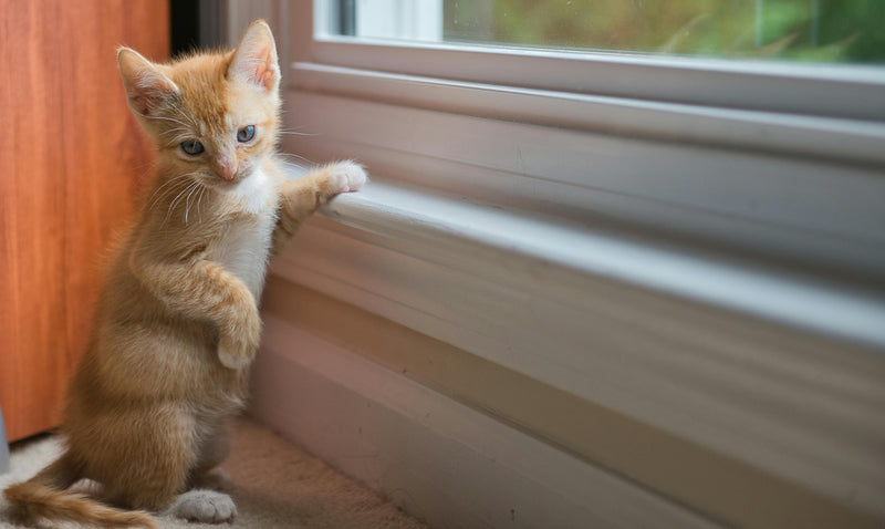 Healing Behind Bars: How Cats Are Transforming Inmates' Lives