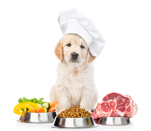 Top 5 Ingredients to Look for in Your Dog’s Food for Optimal Health