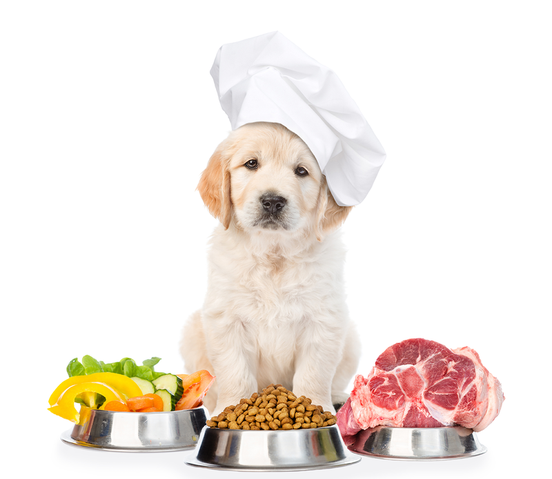 Top 5 Ingredients to Look for in Your Dog s Food for Optimal Health